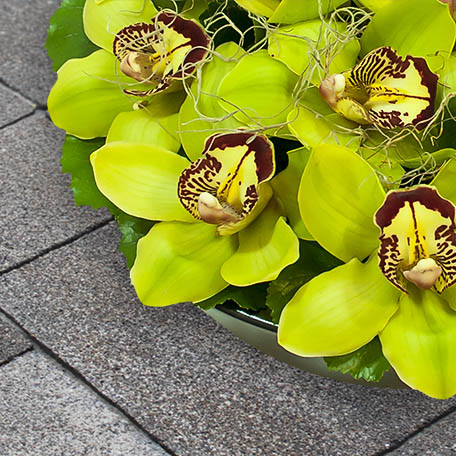 Isisflor Floristas - Lisboa - Mundo de Orquídeas
