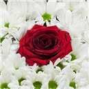 /fileuploads/Produtos/Rosas/thumb__Perfeito_para_ti_02.jpg